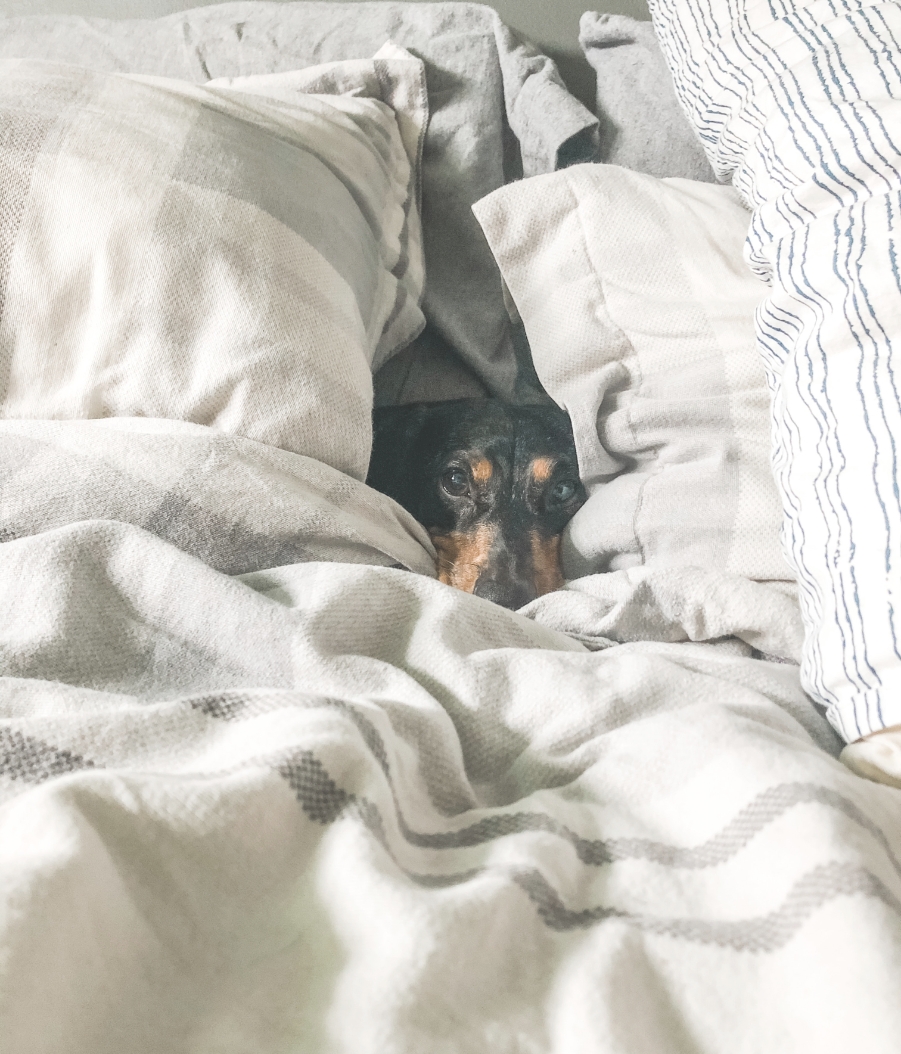 犬の画像