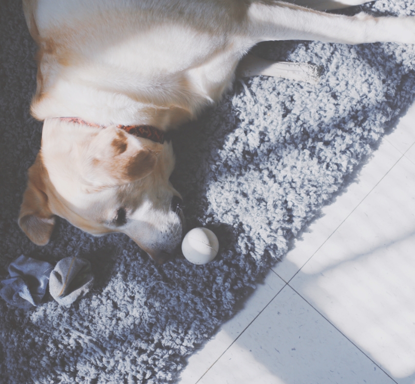 犬の画像