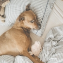 犬