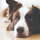 犬